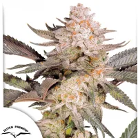 Orange Bud 2.0® NEW!